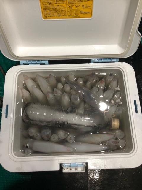 アカイカ(ケンサキイカ)