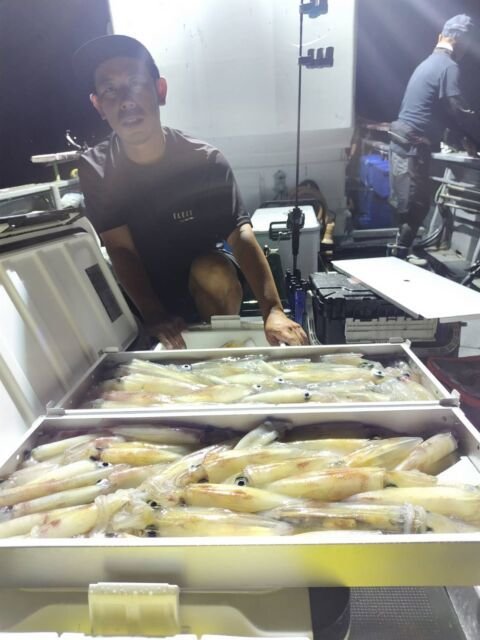 イカ(ヤリイカ)