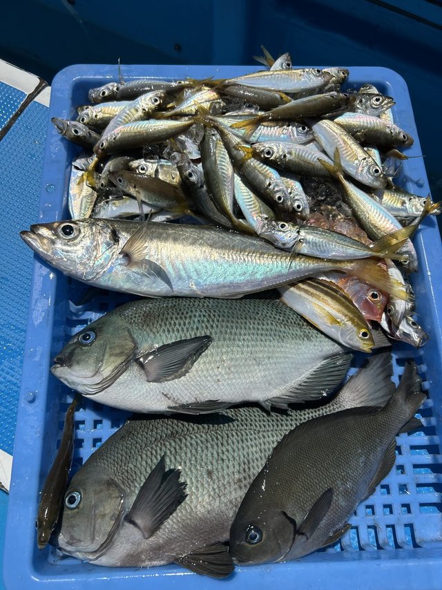 メジナ・マアジ・イサキ