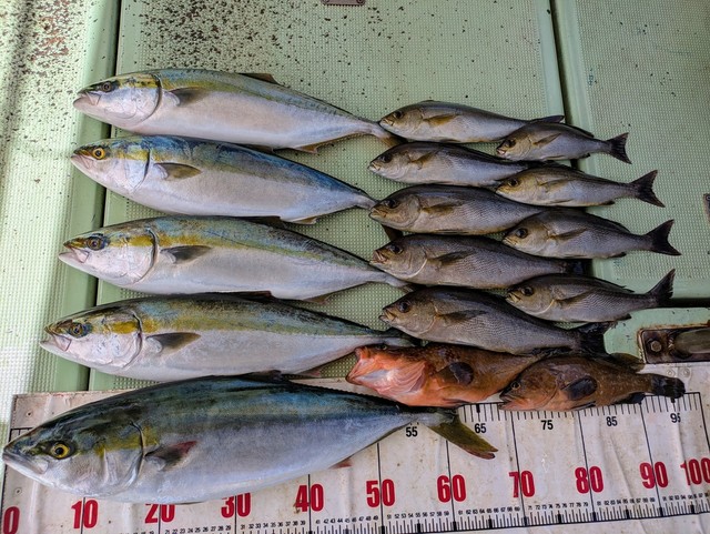 キジハタ・メジロ(ブリ)・イサギ(イサキ)