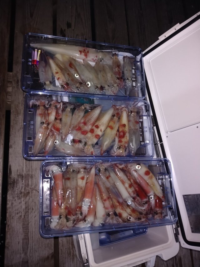 ケンサキ(ケンサキイカ)