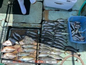 マダイ・マアジ・イサキ