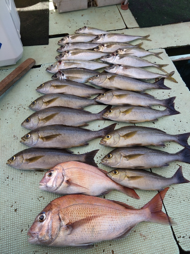 タイ(マダイ)・アジ(マアジ)・イサギ(イサキ)