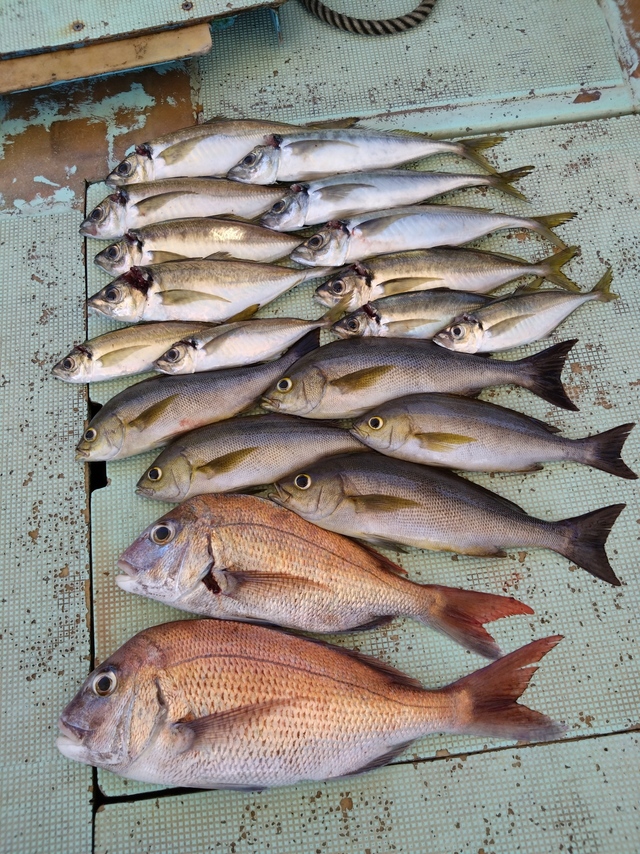 タイ(マダイ)・アジ(マアジ)・イサギ(イサキ)