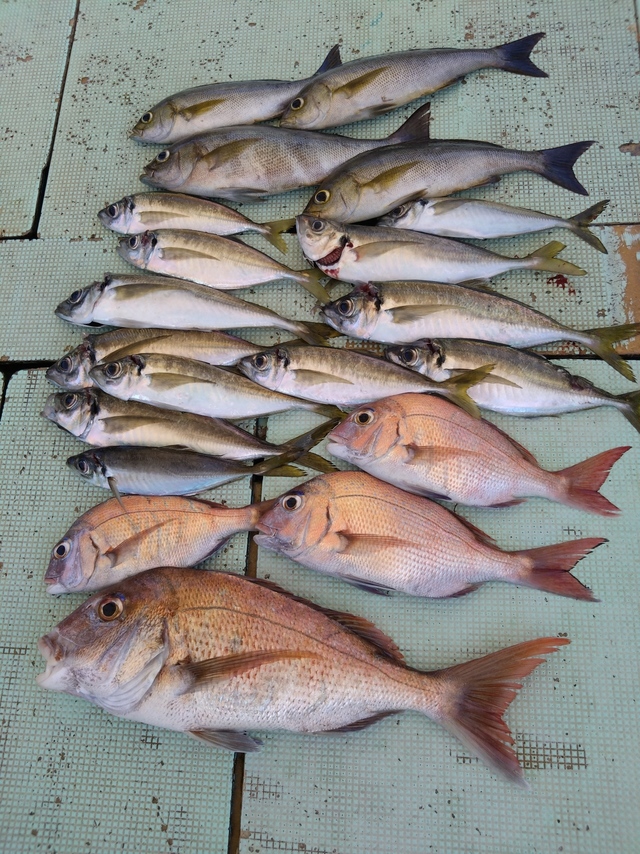 タイ(マダイ)・アジ(マアジ)・イサギ(イサキ)