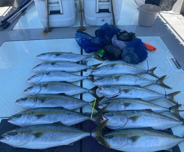 ハマチ(ブリ)・タコ(マダコ)