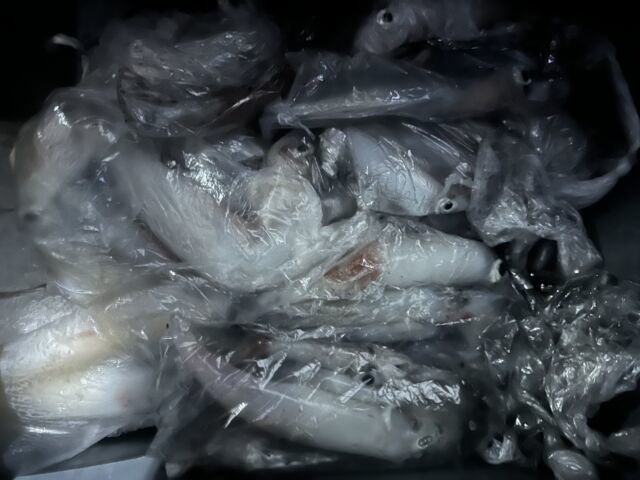 アカイカ(ケンサキイカ)