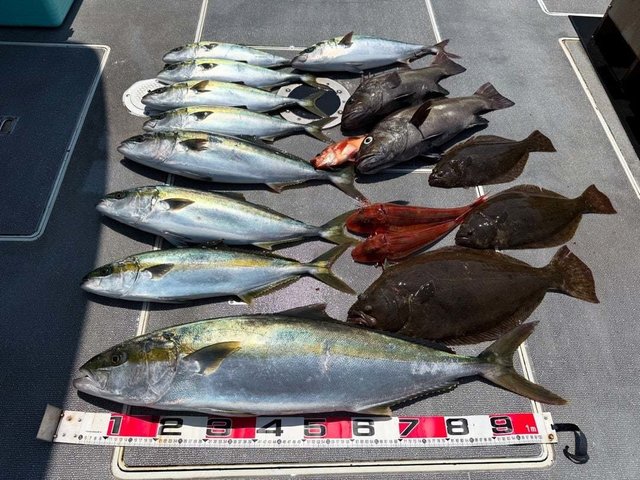 マハタ・ヒラマサ・ホウボウ・ヒラメ