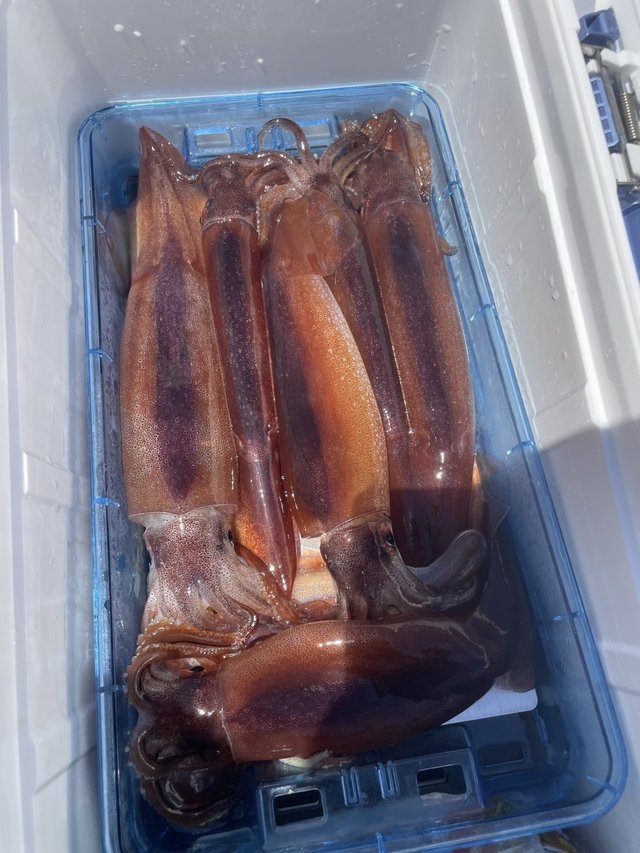 スルメ(スルメイカ)