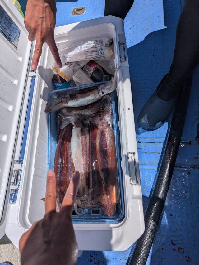 スルメ(スルメイカ)