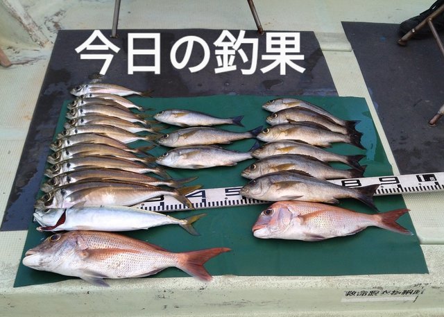 マダイ・マアジ・イサギ(イサキ)・マサバ