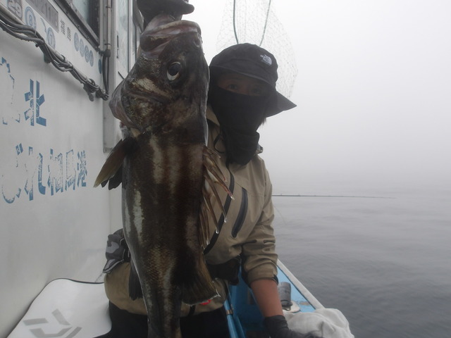 イシナギ(オオクチイシナギ)