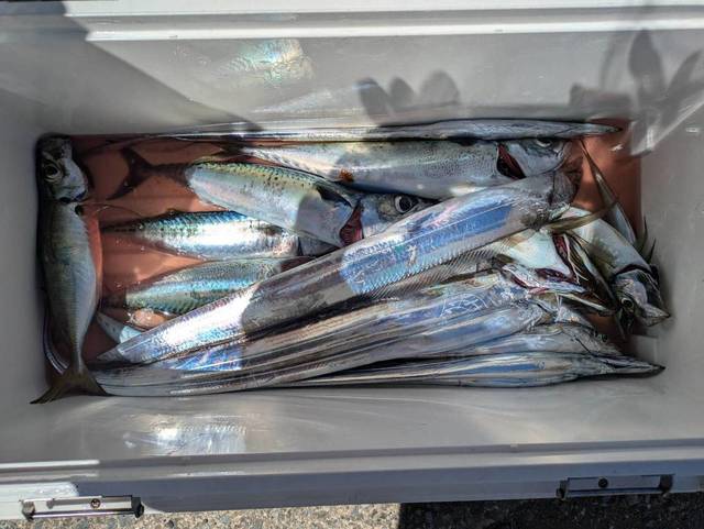 アジ(マアジ)・タチウオ