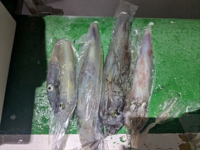 アカイカ(ケンサキイカ)