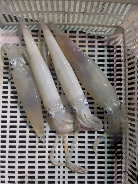 アカイカ(ケンサキイカ)