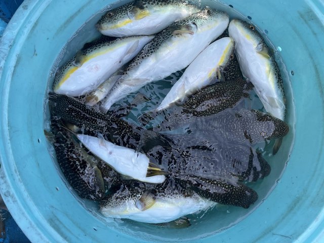 ショウサイフグ