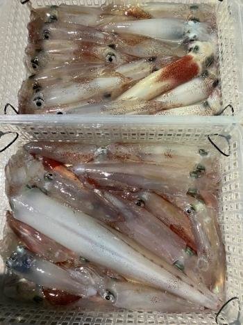 マイカ(ケンサキイカ)