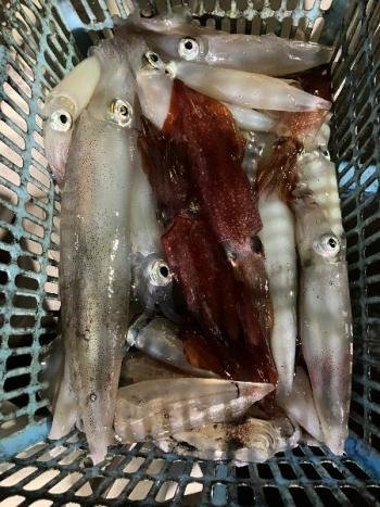 マイカ(ケンサキイカ)