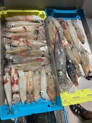 マイカ(ケンサキイカ)