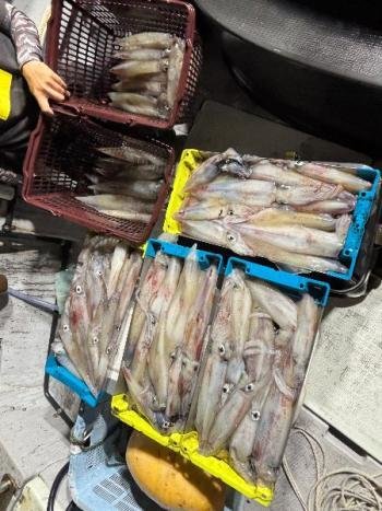 マイカ(ケンサキイカ)