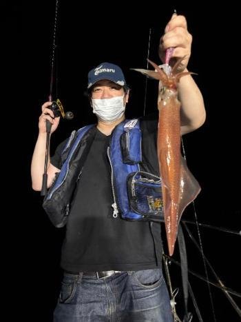 マイカ(ケンサキイカ)