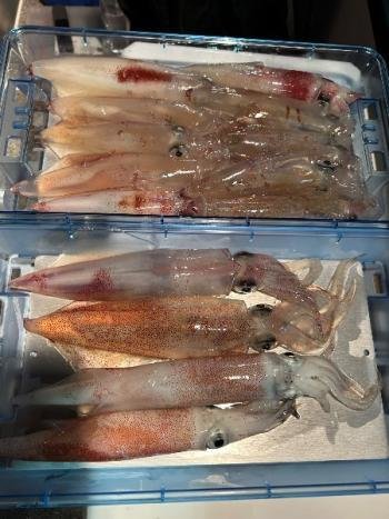 マイカ(ケンサキイカ)