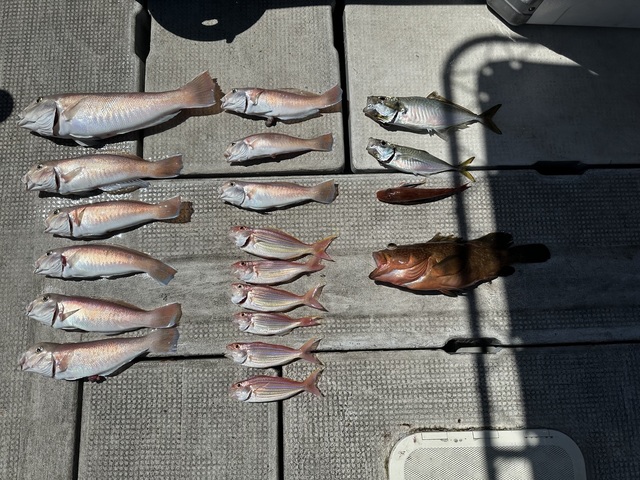 アコウ(キジハタ)・アジ(マアジ)・シロアマダイ・イトヨリ(イトヨリダイ)・ホウボウ