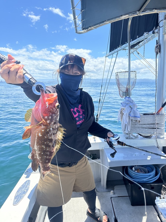 アコウ(キジハタ)