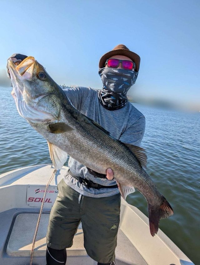 シーバス(スズキ)