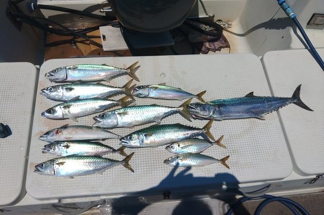 アジ(マアジ)・サバ(マサバ)・サワラ