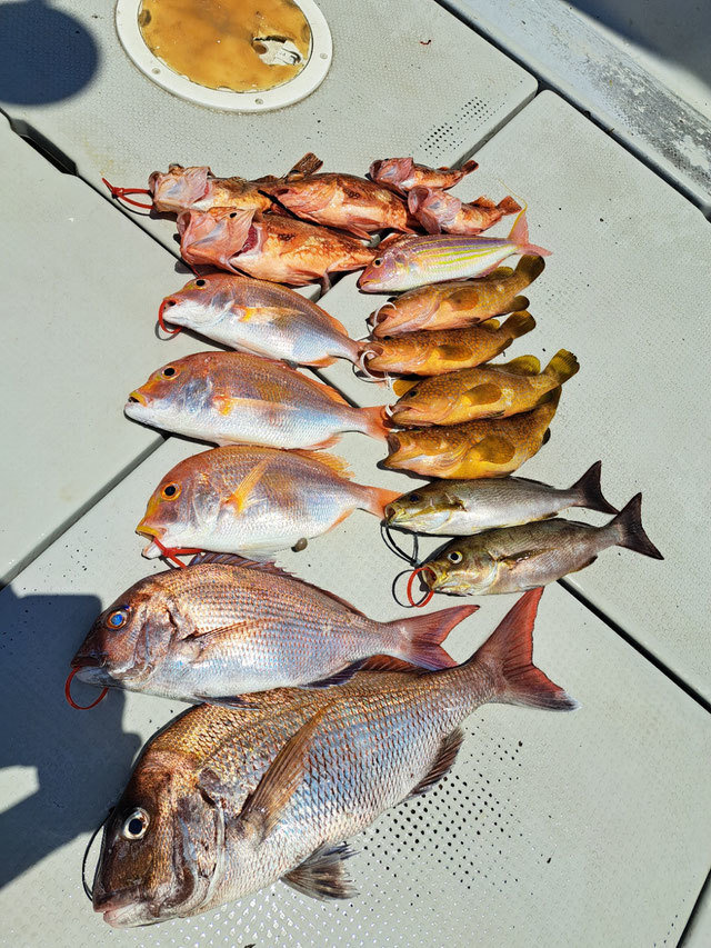 マダイ・レンコダイ(キダイ)・アコウ(キジハタ)・イサキ・イトヨリ(イトヨリダイ)