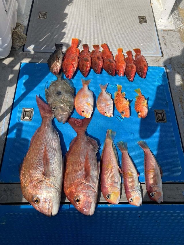 タイ(マダイ)・アマダイ(アカアマダイ)