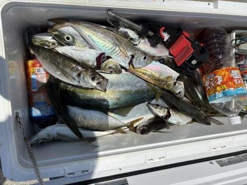 アジ(マアジ)・ブリ