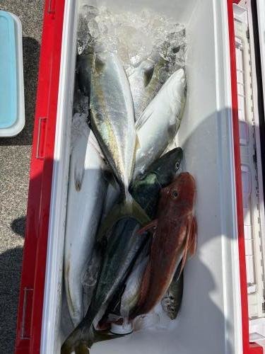 ブリ・ホウボウ