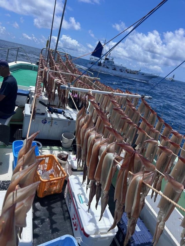 スルメ(スルメイカ)