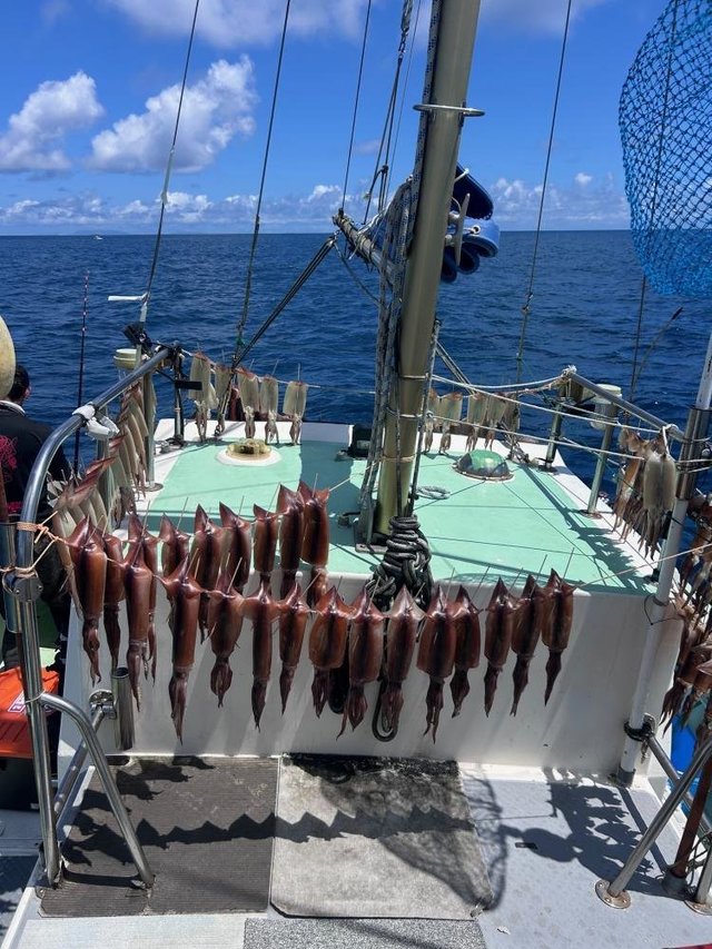 スルメ(スルメイカ)