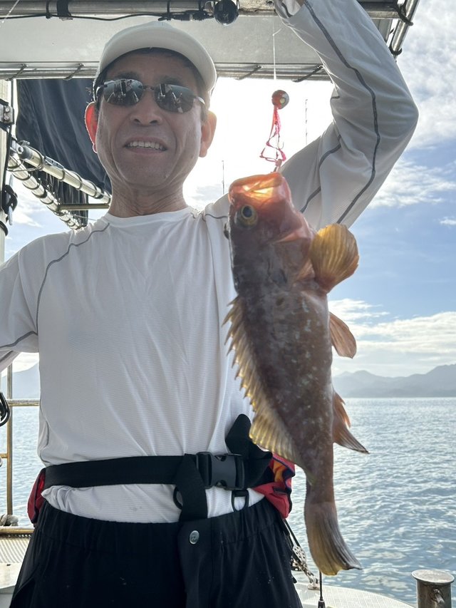 アコウ(キジハタ)