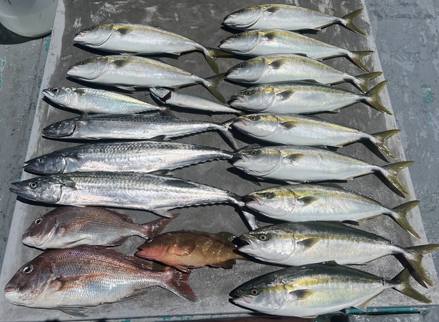 マダイ・アコウ(キジハタ)・ハマチ(ブリ)・サバ(マサバ)・サワラ・サゴシ(サワラ)