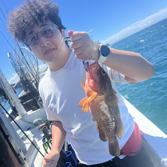 アコウ(キジハタ)