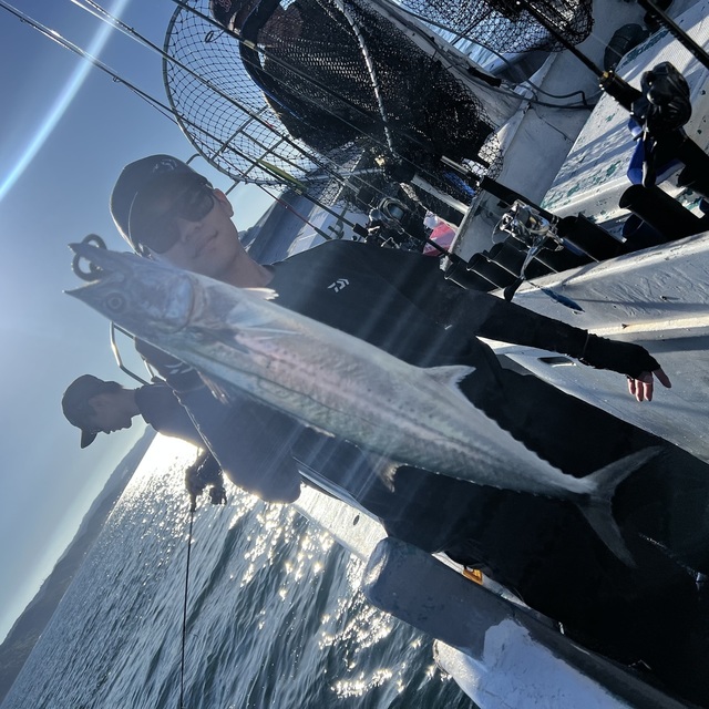 サゴシ(サワラ)