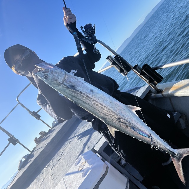 サゴシ(サワラ)