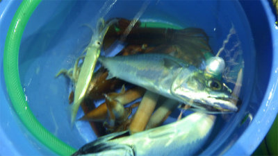 スルメイカ・サバ(ゴマサバ)