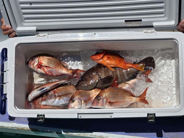 マダイ・カサゴ・ハタ(マハタ)