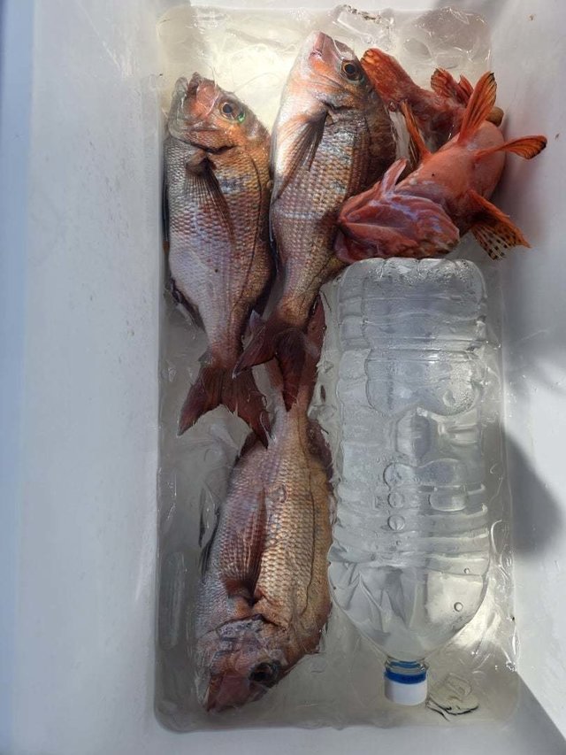 マダイ・カサゴ