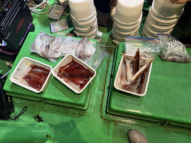 アカイカ(ケンサキイカ)・スルメイカ