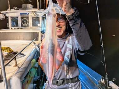 マイカ(ケンサキイカ)