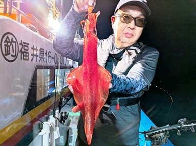 マイカ(ケンサキイカ)