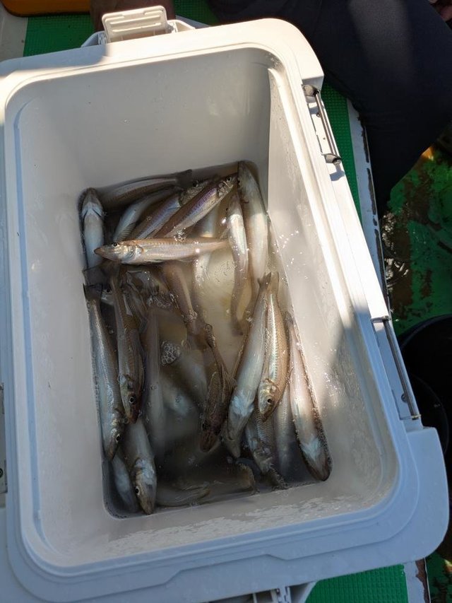 シロキス(シロギス)