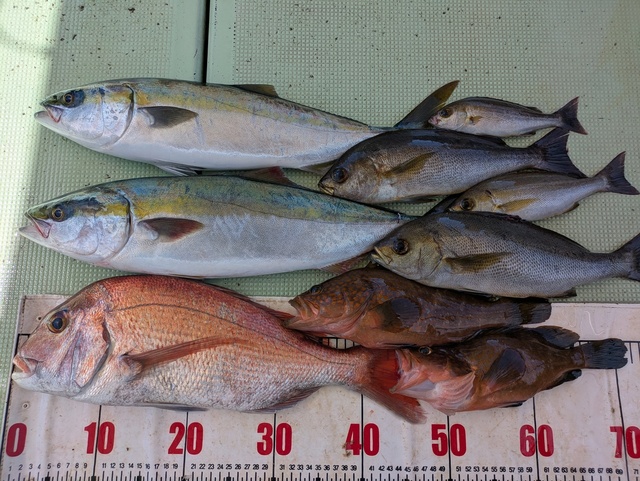 タイ(マダイ)・キジハタ・メジロ(ブリ)・イサギ(イサキ)