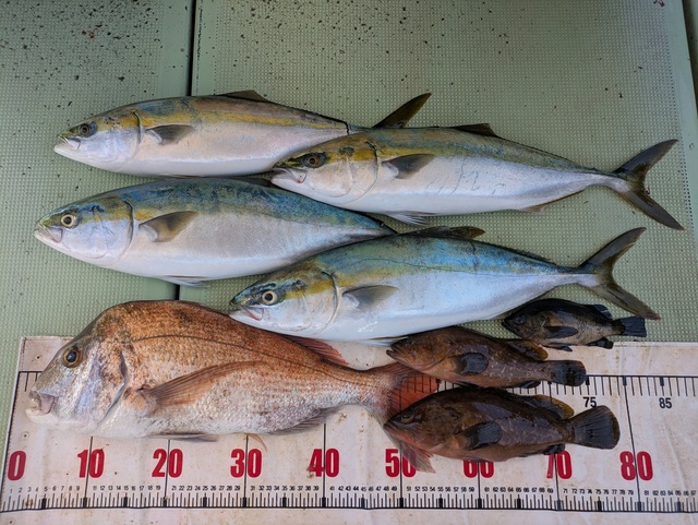 タイ(マダイ)・キジハタ・メジロ(ブリ)